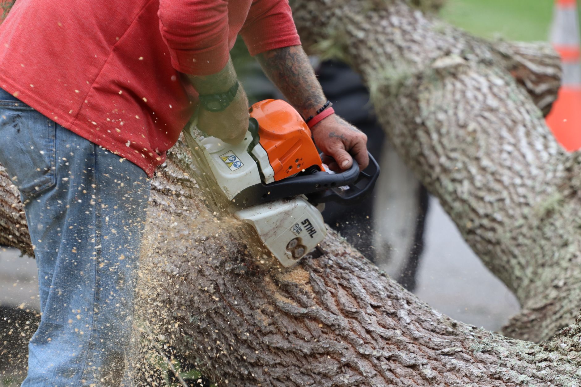 Tree Trimming